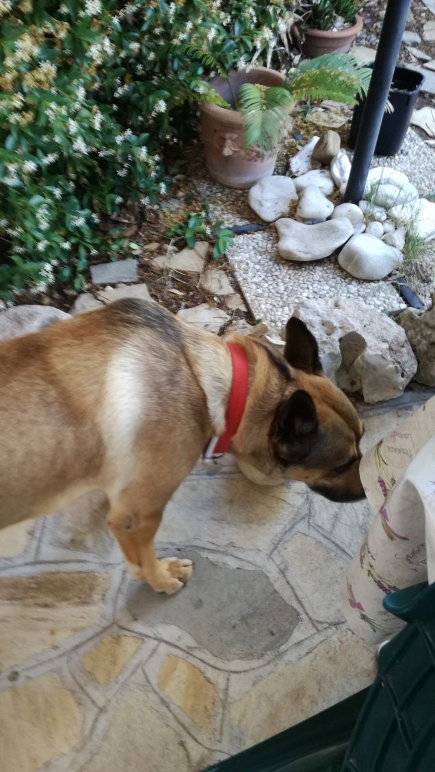 Quando si sceglie di vivere con un cane, è per sempre. Non lo si abbandona. Mai. Mettetevelo bene in testa, prima di adottarne uno