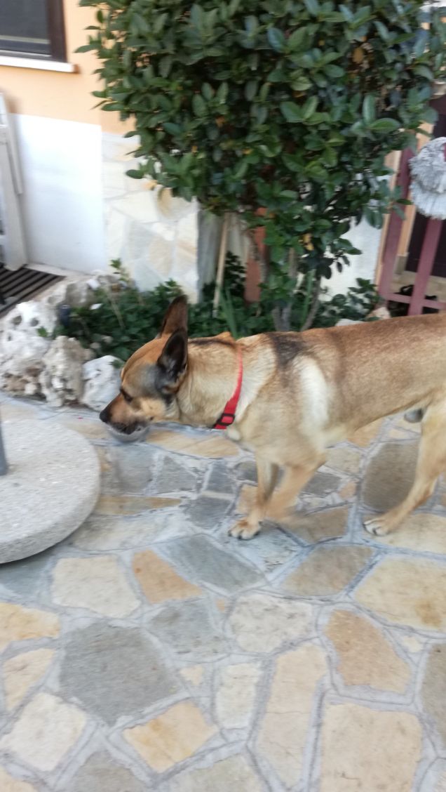  è dolce sapere che c’è un occhio attento che si accorge del nostro ritorno e si illumina quando arriviamo