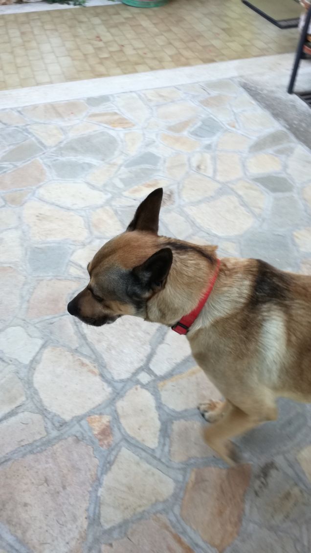 Con un cane  in pochissimi giorni, si stabilisce un legame che è di gran lunga più saldo di tutti’