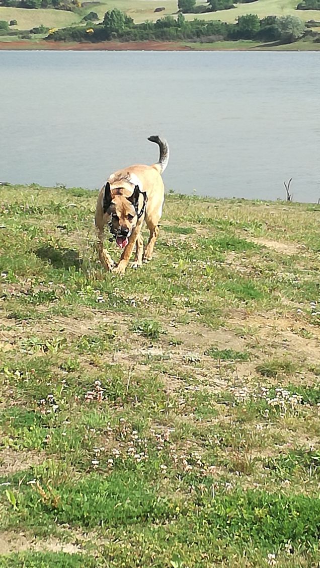 Nel bel mezzo del lago non si prende in giro il caimano.