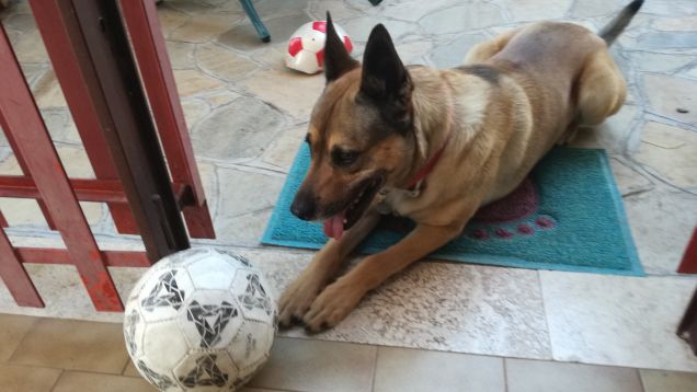 Potrei essere il re della giungla. Se soltanto volessi esserlo.