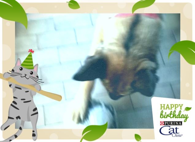 #HappyBirthdayCatChow