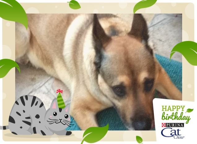 #HappyBirthdayCatChow