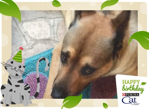 #HappyBirthdayCatChow