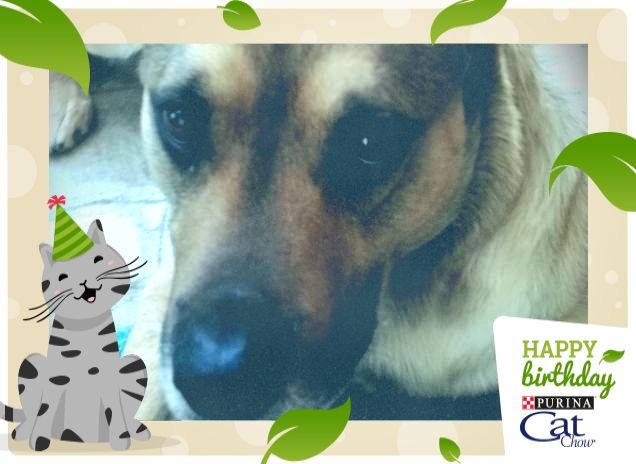 #HappyBirthdayCatChow