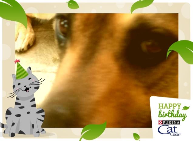 #HappyBirthdayCatChow