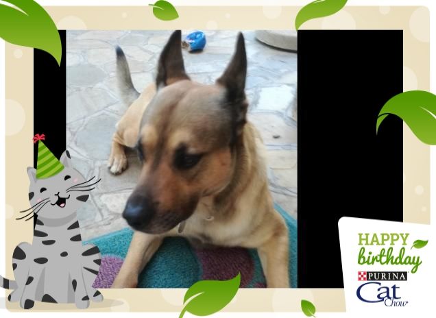 #HappyBirthdayCatChow