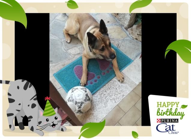 #HappyBirthdayCatChow