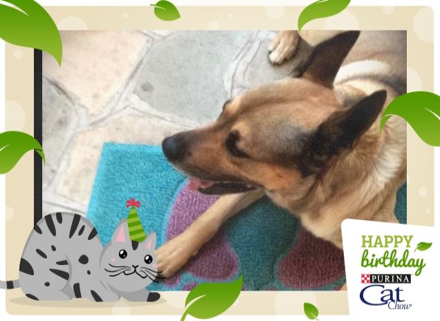 #HappyBirthdayCatChow