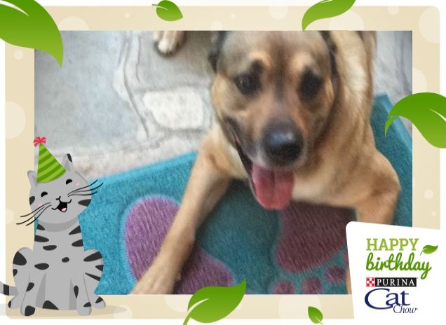 #HappyBirthdayCatChow