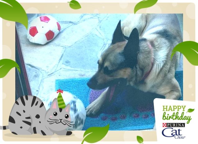 #HappyBirthdayCatChow