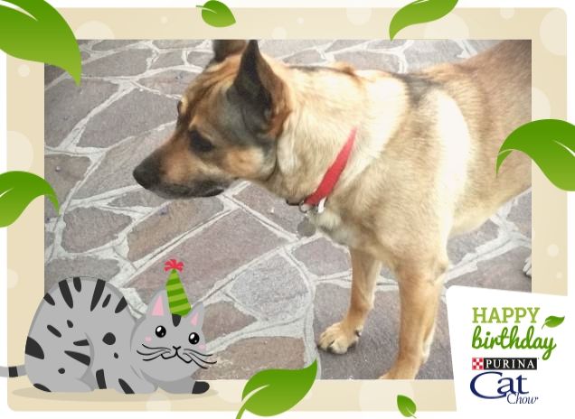 #HappyBirthdayCatChow