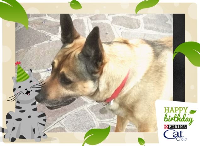 #HappyBirthdayCatChow