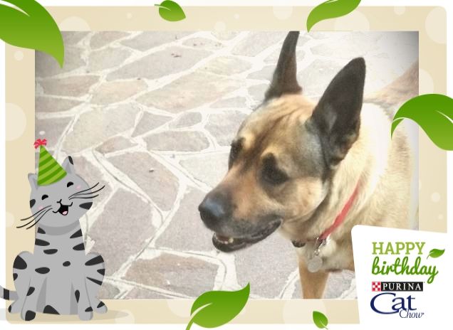 #HappyBirthdayCatChow