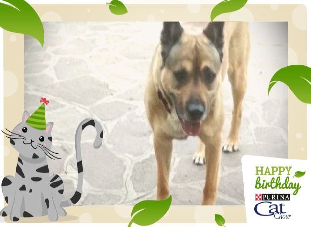 #HappyBirthdayCatChow