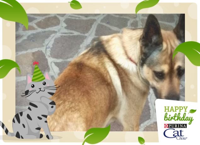 #HappyBirthdayCatChow