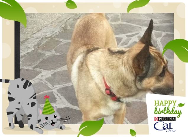 #HappyBirthdayCatChow