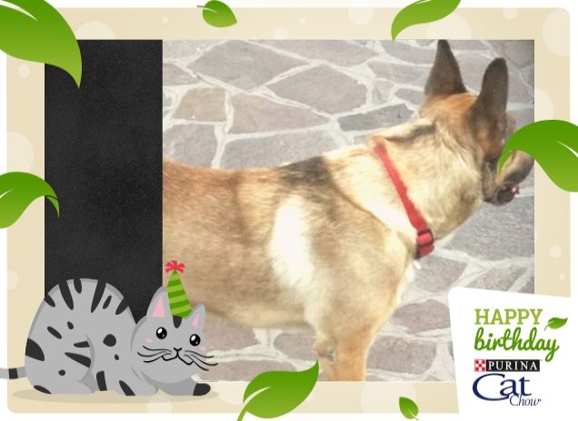 #HappyBirthdayCatChow