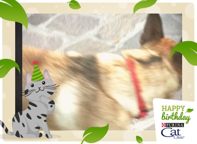 #HappyBirthdayCatChow