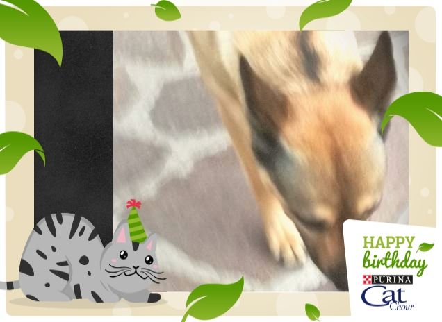 #HappyBirthdayCatChow