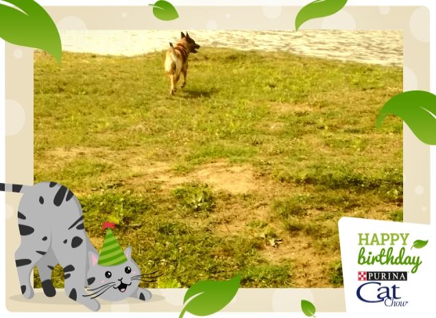 #HappyBirthdayCatChow