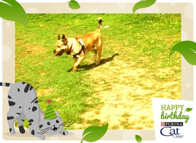 #HappyBirthdayCatChow