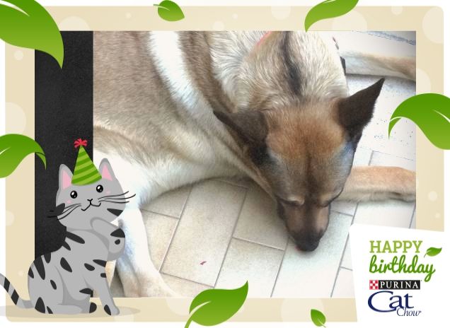 #HappyBirthdayCatChow