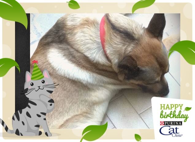 #HappyBirthdayCatChow