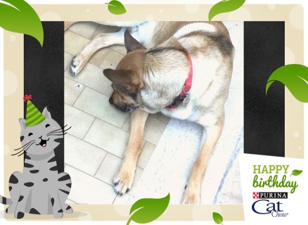 #HappyBirthdayCatChow