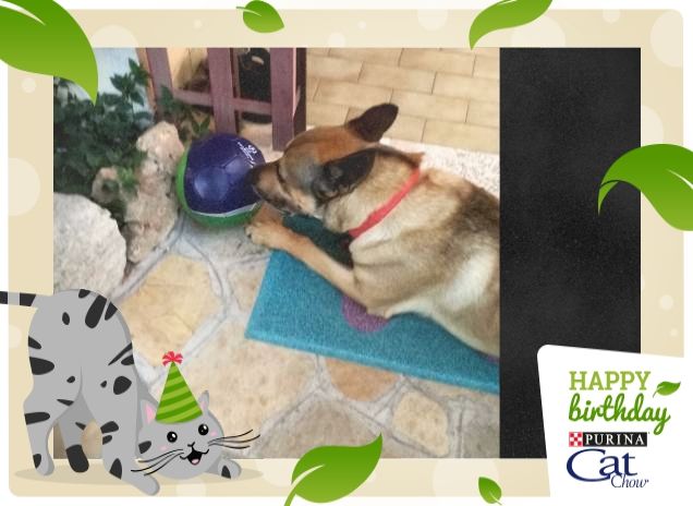 #HappyBirthdayCatChow