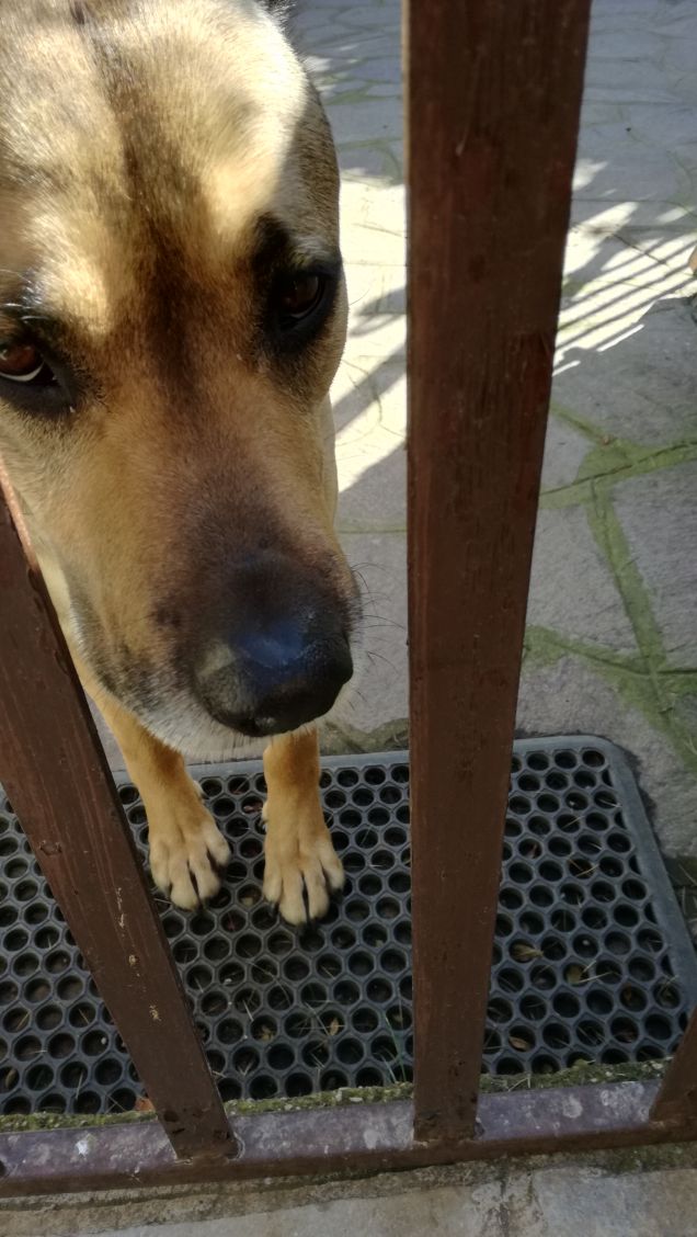 Siamo caduti in basso3