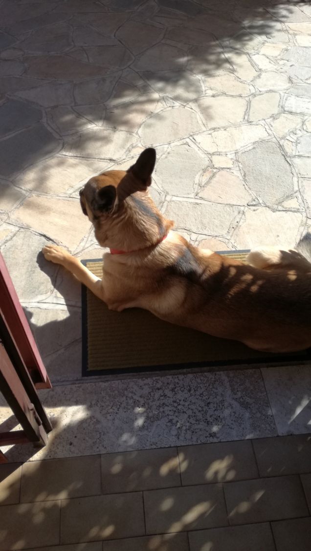 Siamo caduti in basso5