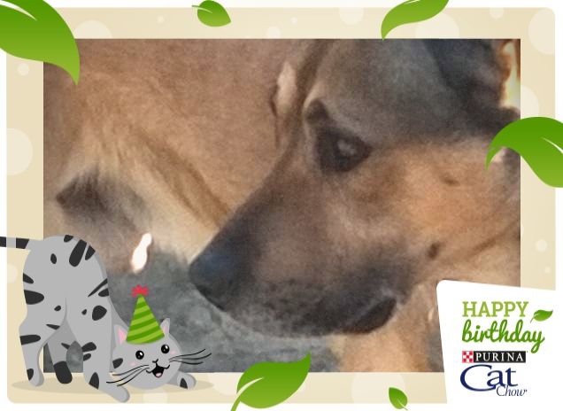 Mi piacciono i compleanni Tanti Auguri CatChow1