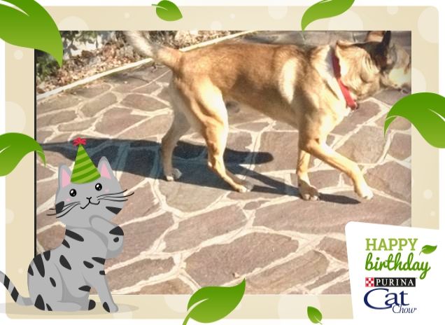 Mi piacciono i compleanni Tanti Auguri CatChow2