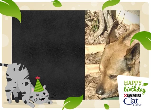 Mi piacciono i compleanni Tanti Auguri CatChow4