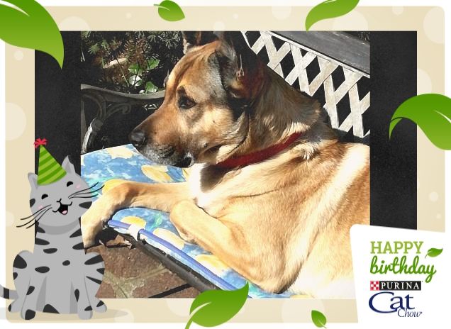 Felice e Buon Compleanno2