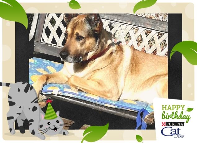 Felice e Buon Compleanno3