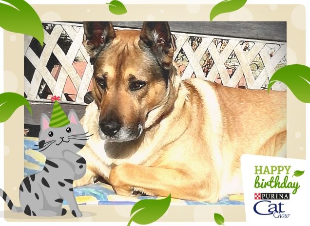 Felice e Buon Compleanno4