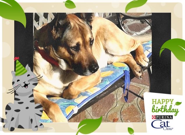 Felice e Buon Compleanno6