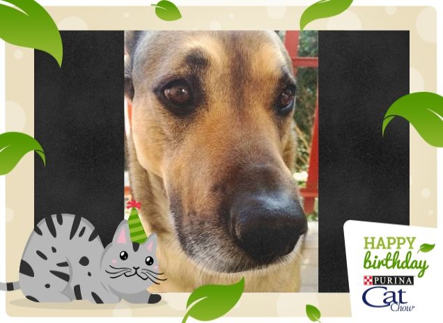 Felice e Buon Compleanno9