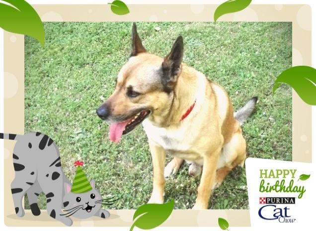 Felice e Buon Compleanno10