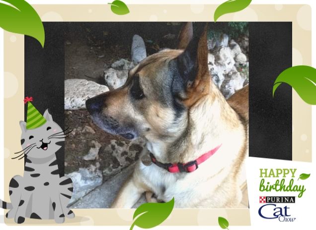 Felice e Buon Compleanno11