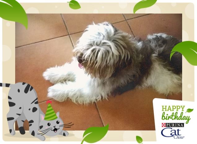 Felice e Buon Compleanno12