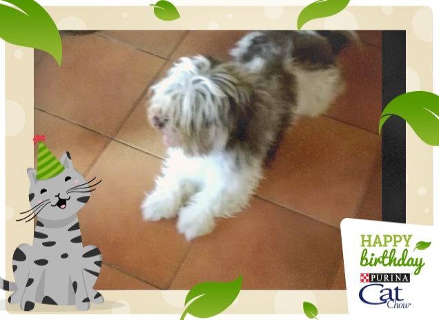 Felice e Buon Compleanno13