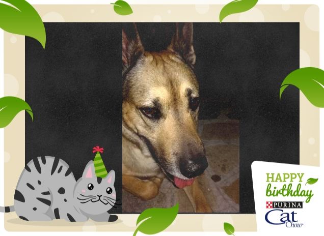 Felice e Buon Compleanno18