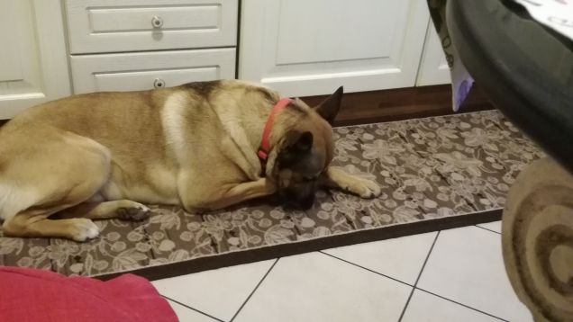 I cani hanno un cuore puro1