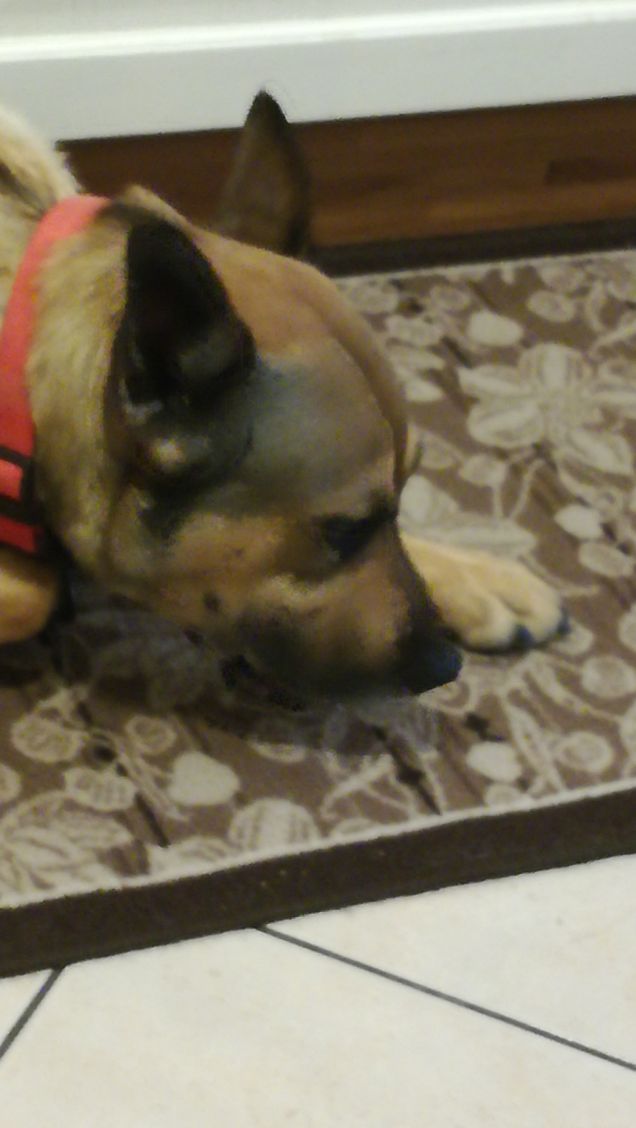 I cani hanno un cuore puro12