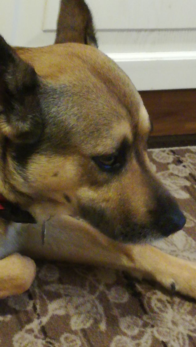 I cani hanno un cuore puro13