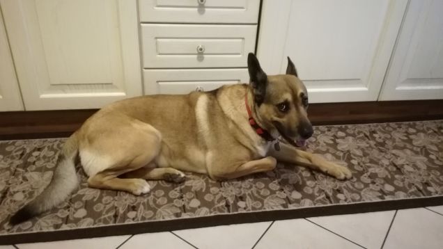 I cani hanno un cuore puro4