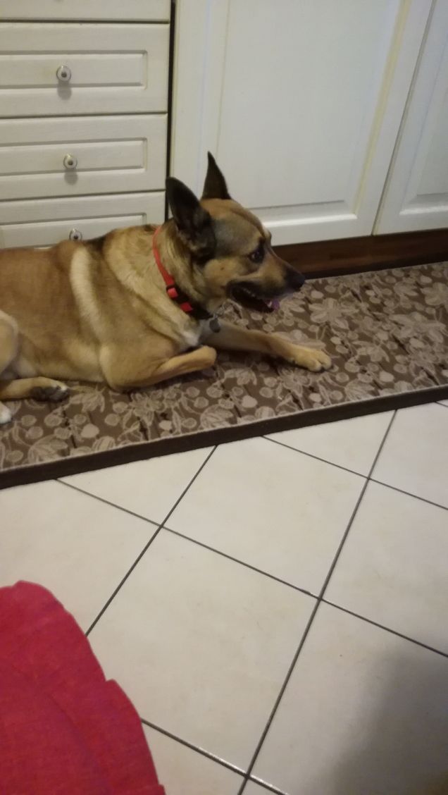 I cani hanno un cuore puro5